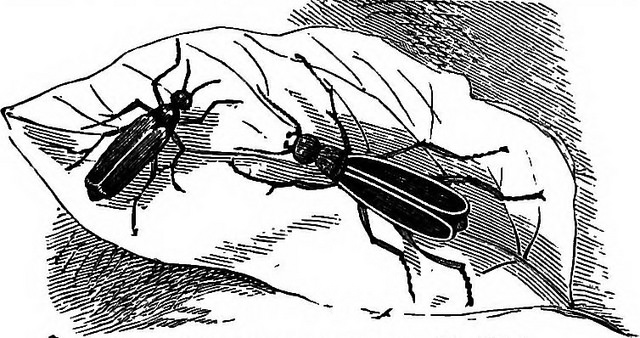 drawing of Cantharis Vesicatoria, the Spanish Fly